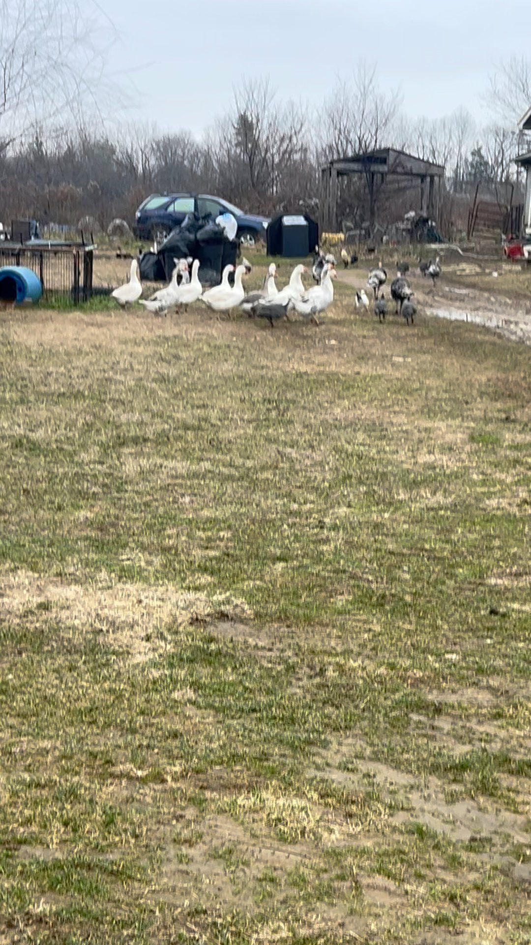 I love geese, but the mixed flock I bought before I raised hatchlings ...