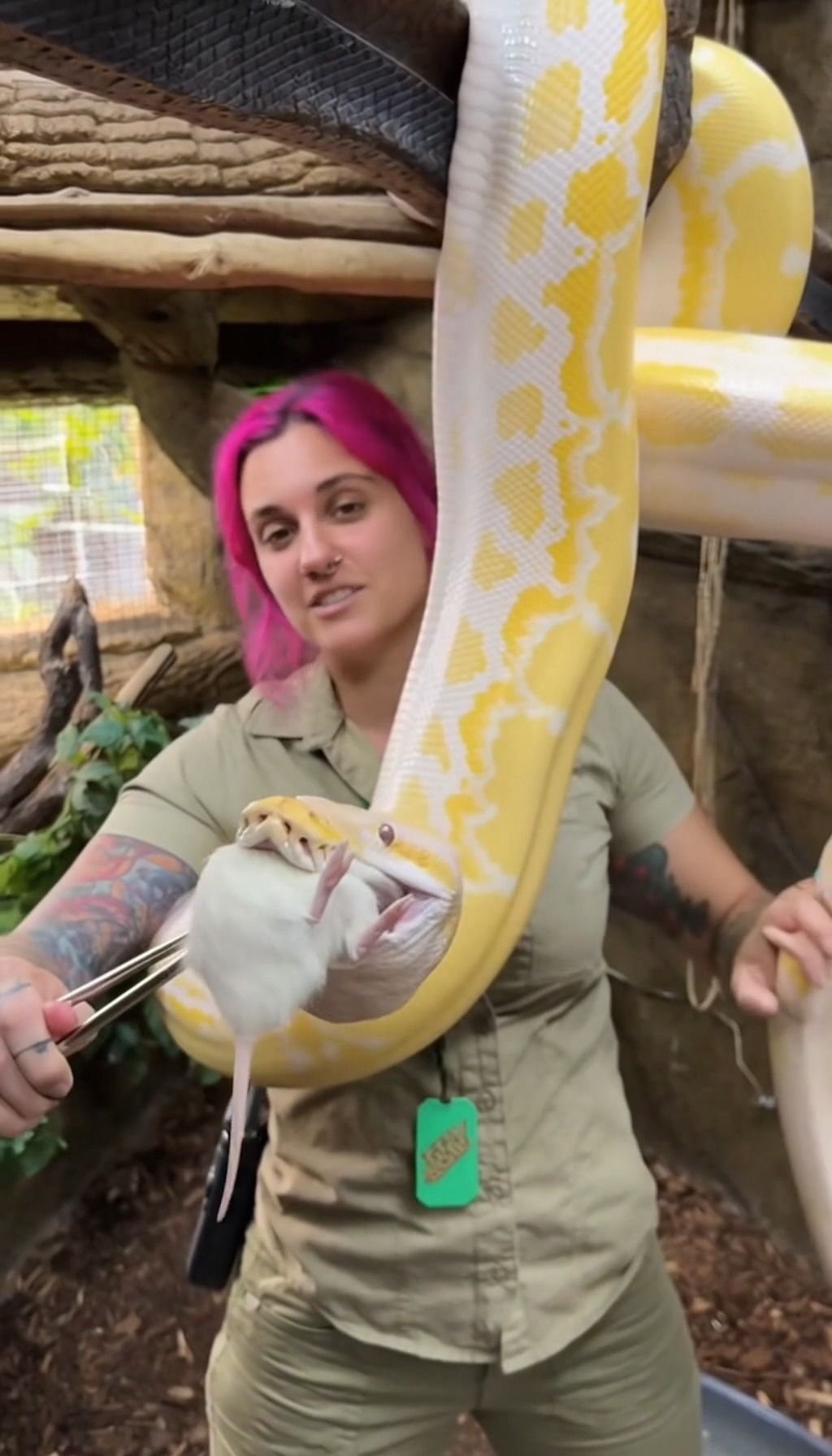 Curated visual reference: Gallery Detail: Feeding Time Snake Feeding Status AI
