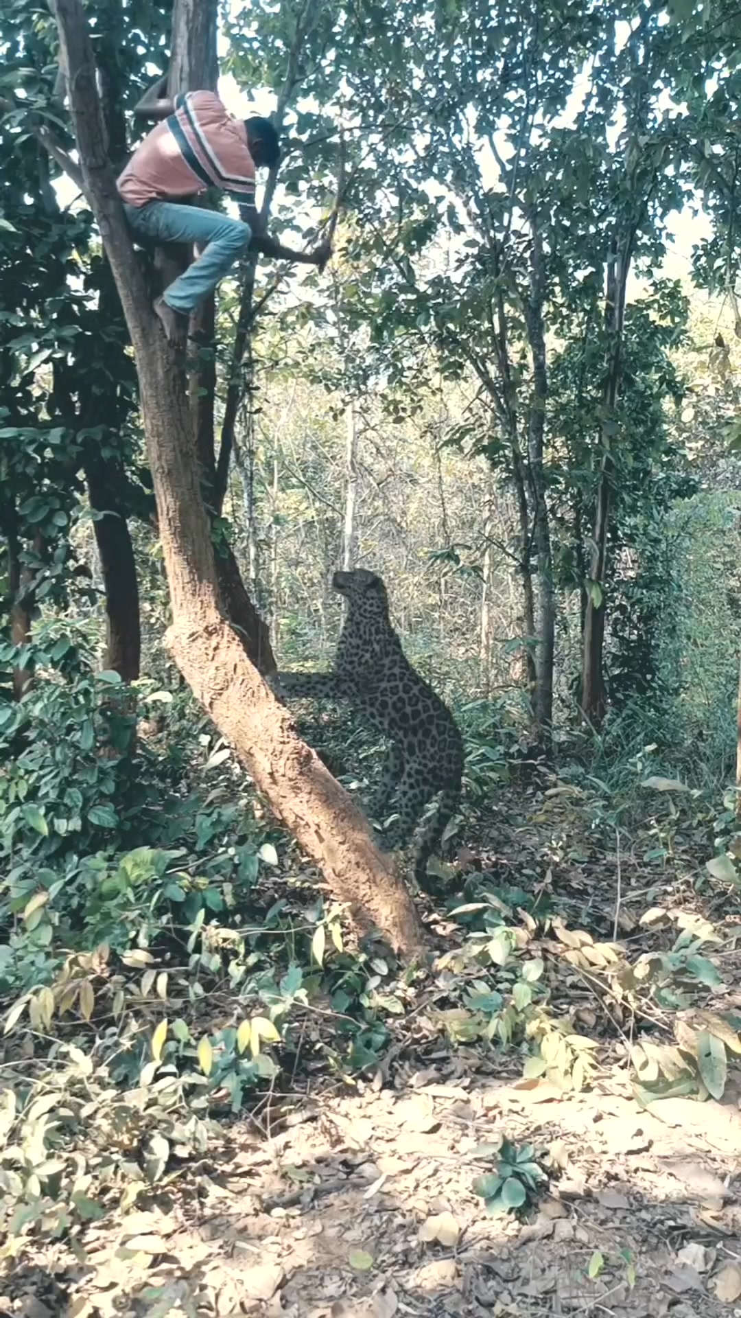 Chatching snake #video #reelsvideo #reels #wildlife #trending # ...