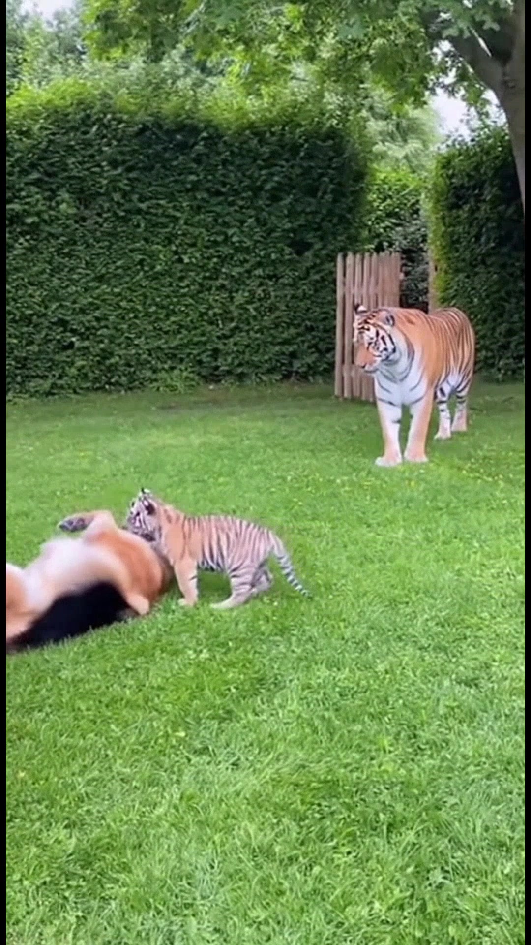 Dog and Tiger Cub: A Playful Bond Dog and Tiger Cub: A Playful Bond # ...