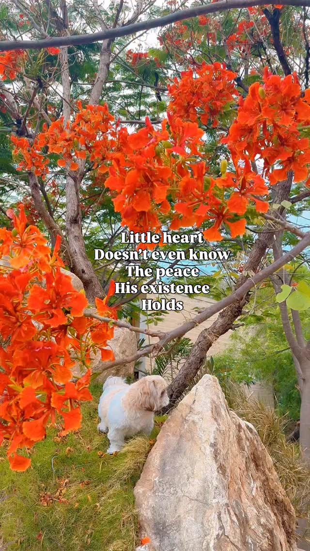 Illustration of How This Unconditional Still Calm Got