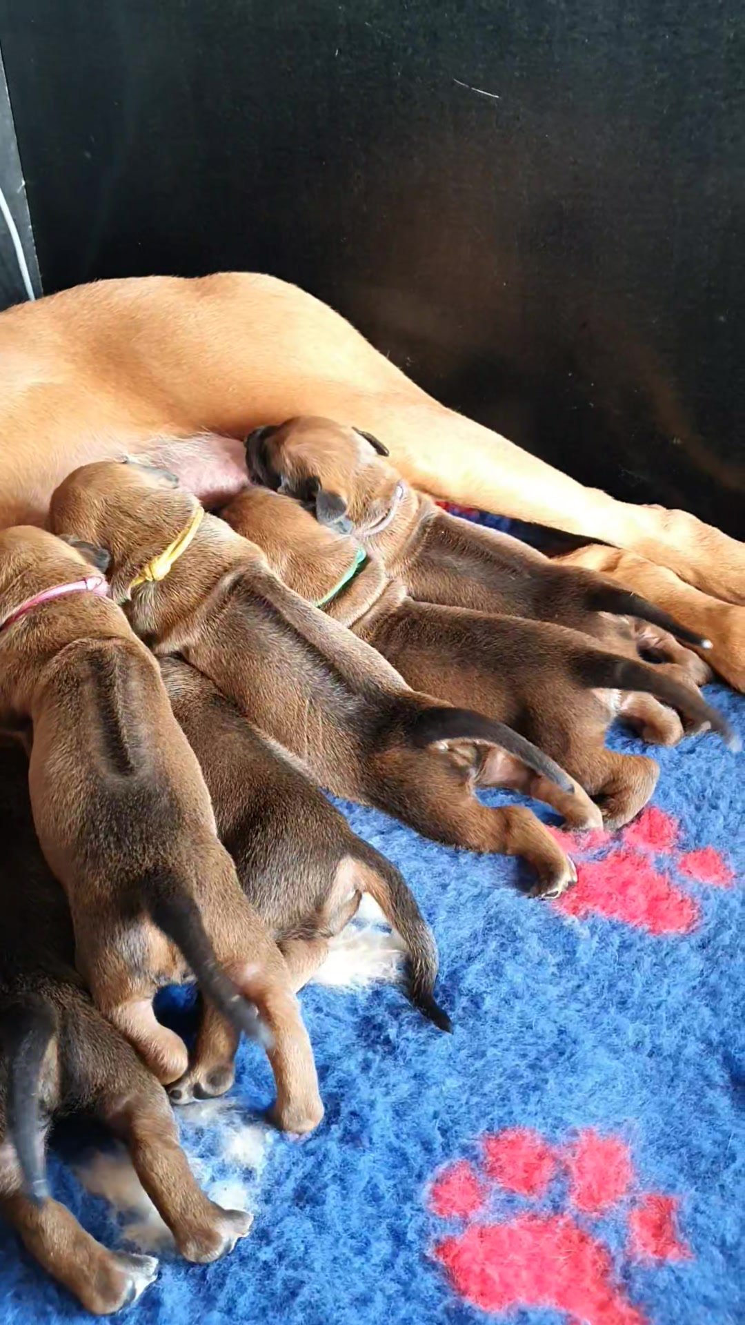 Good Morning! | Marandela Rhodesian Ridgebacks | Facebook