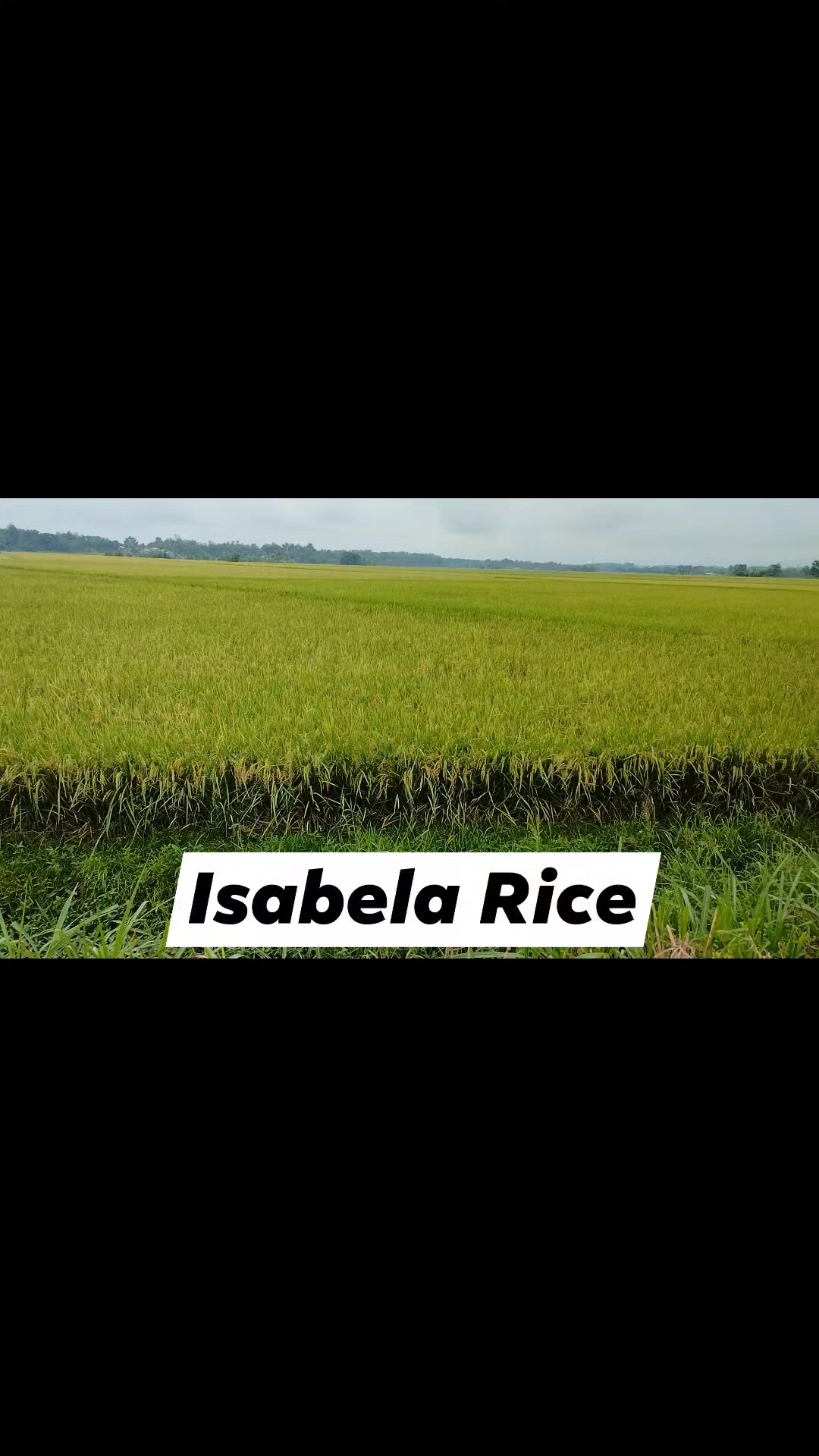 Black Rice Isabela