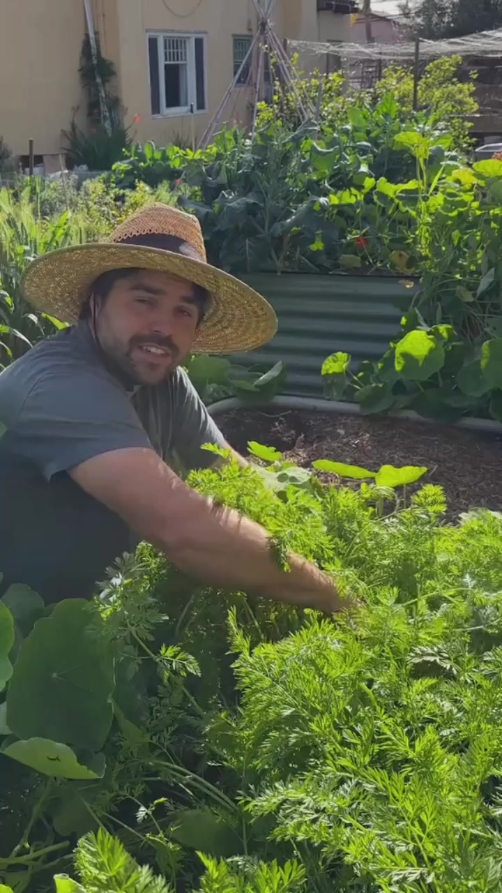 How to know wheb your squash is ready! #garden #kabocha #CapCut ...