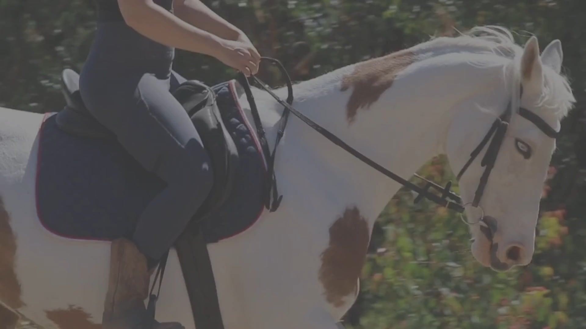 Ryders Horse Riding Tours | Labertouche VIC