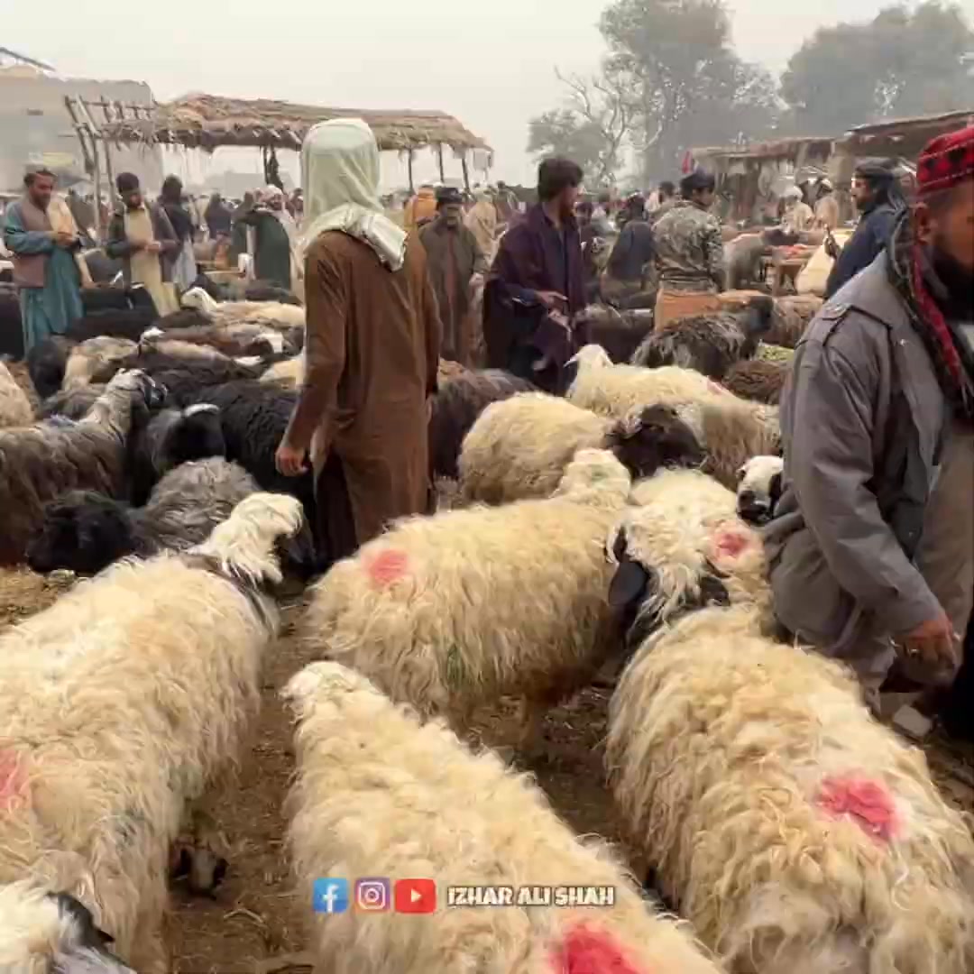 افغان مہاجرین کی واپسی گوشت والے دنبوں کی قیمتیں کم پر شوق والے دنبے ...
