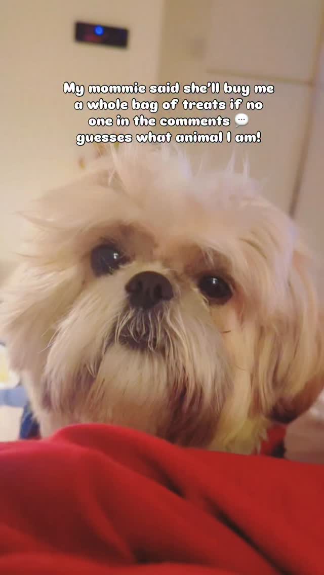 I’m just a small soul hoping for love… and snacks 🐾🤍🥹 [dog pov ...
