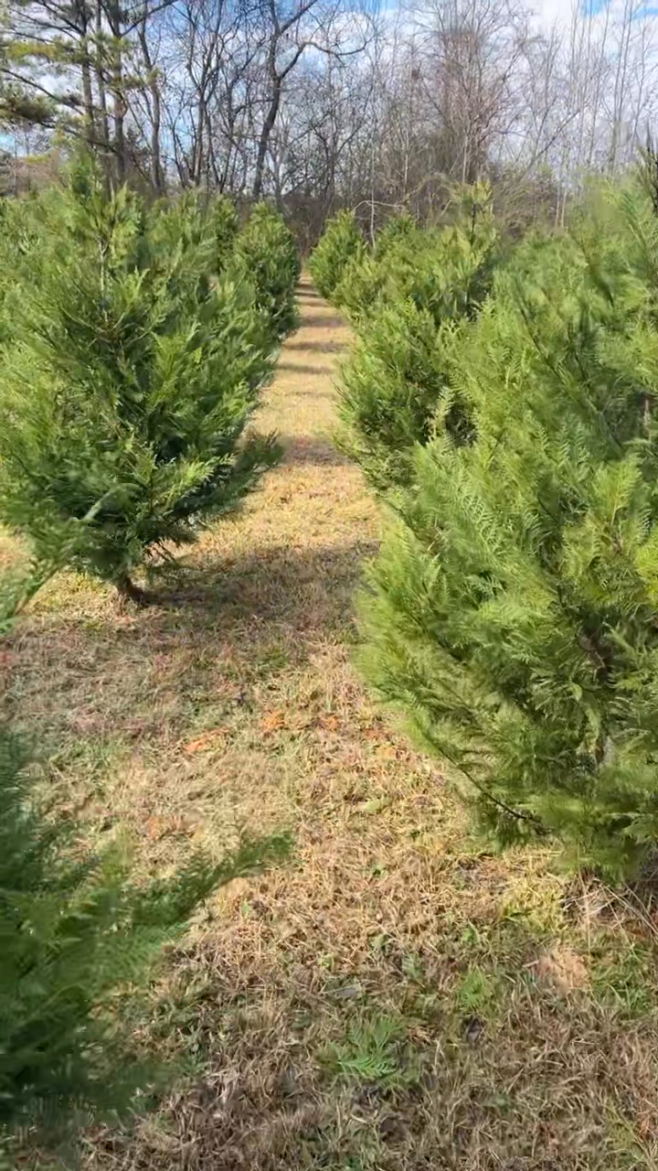 Salem Valley Trees Day 2 is a beautiful day …. Come and get your tree ...