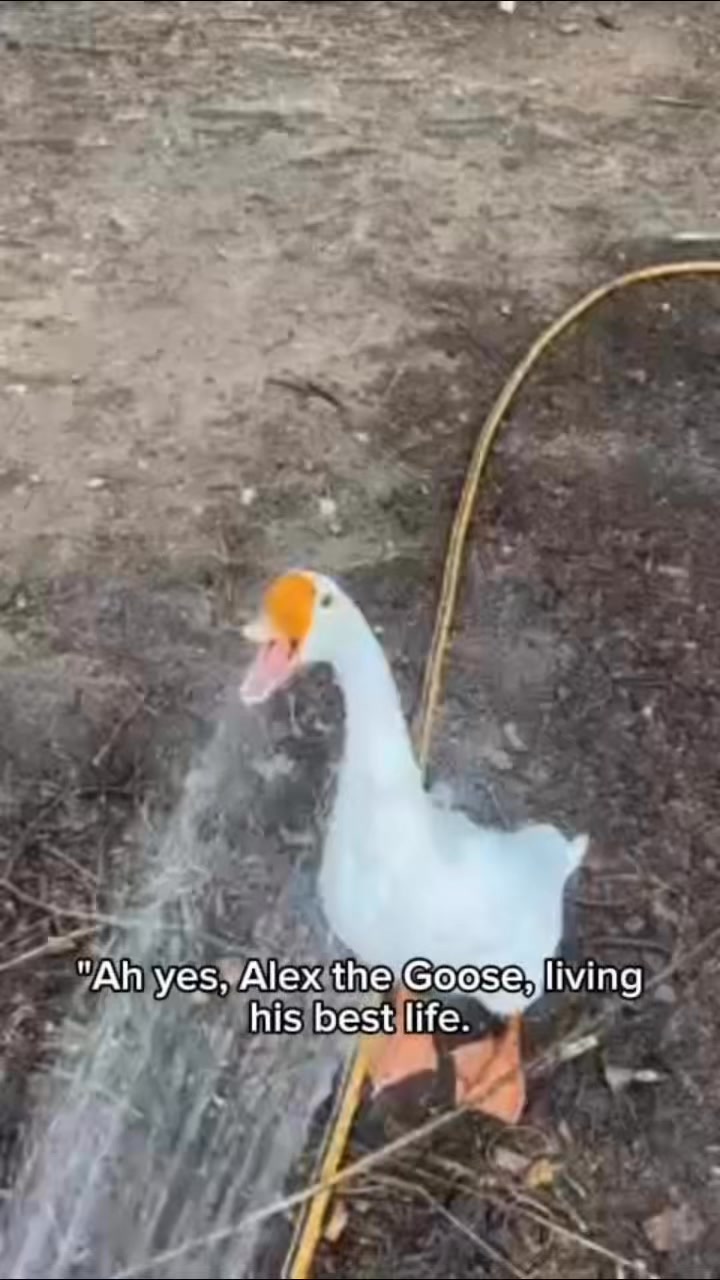 Ah yes, Alex the Goose, living his best life. Nothing says luxury quite ...