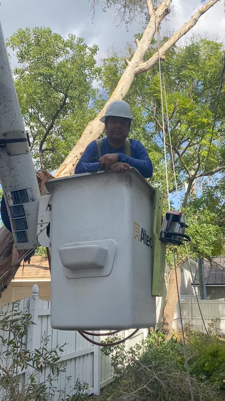 Bayshore Tree Service | Tampa FL