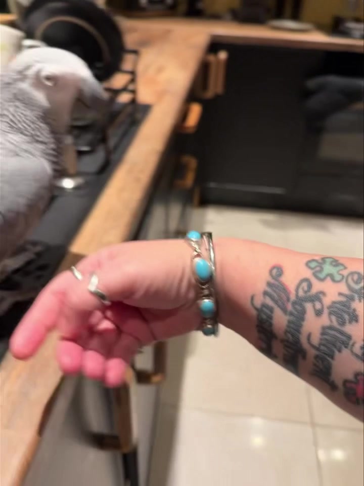 Awk look what we finally found 🙈🙈🙈🙈 | Kelo the African Grey | Facebook