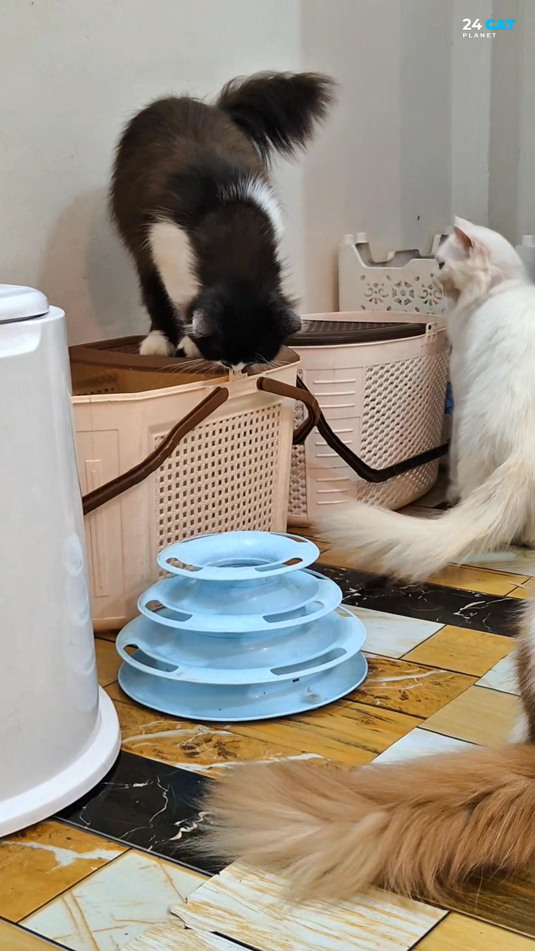 P-1482 ️ Cats 😺 #cat #cats | 24 CAT Planet | Facebook
