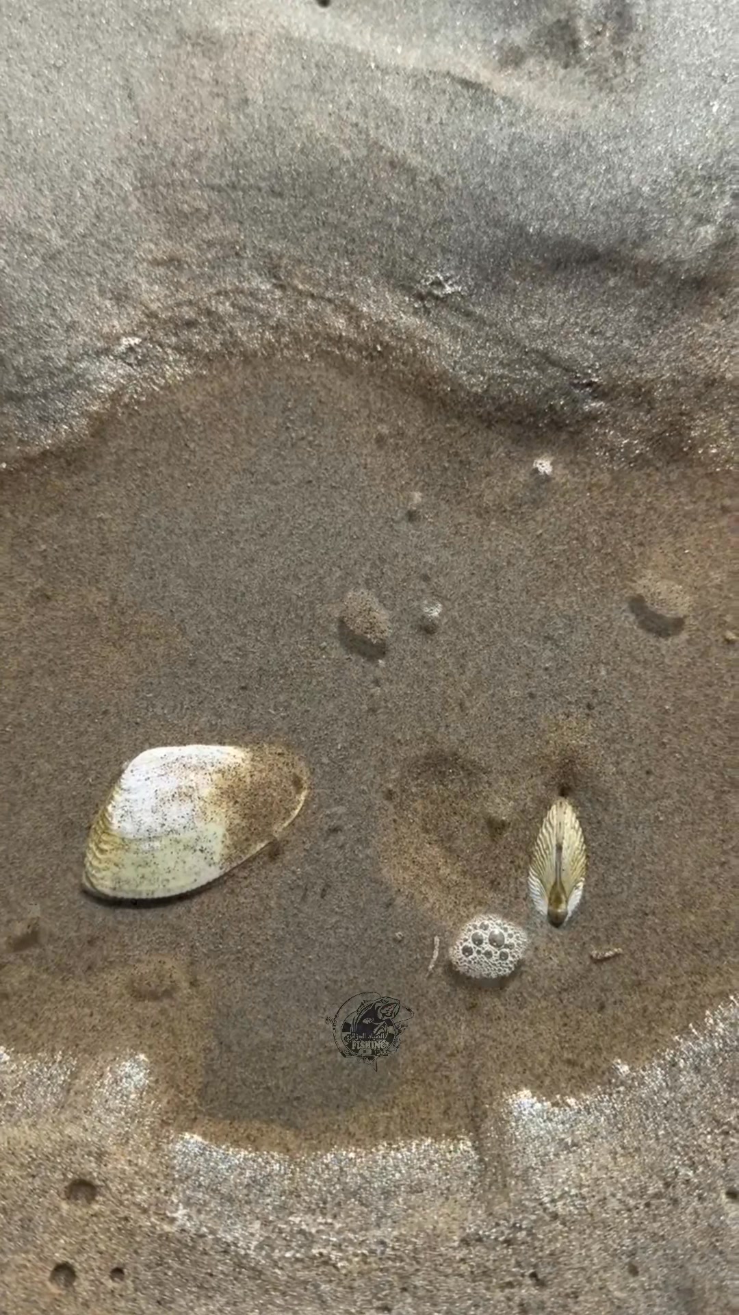 The Secret Behind the Clovis Clam’s Movement in the Sand سرّ حركة محار ...