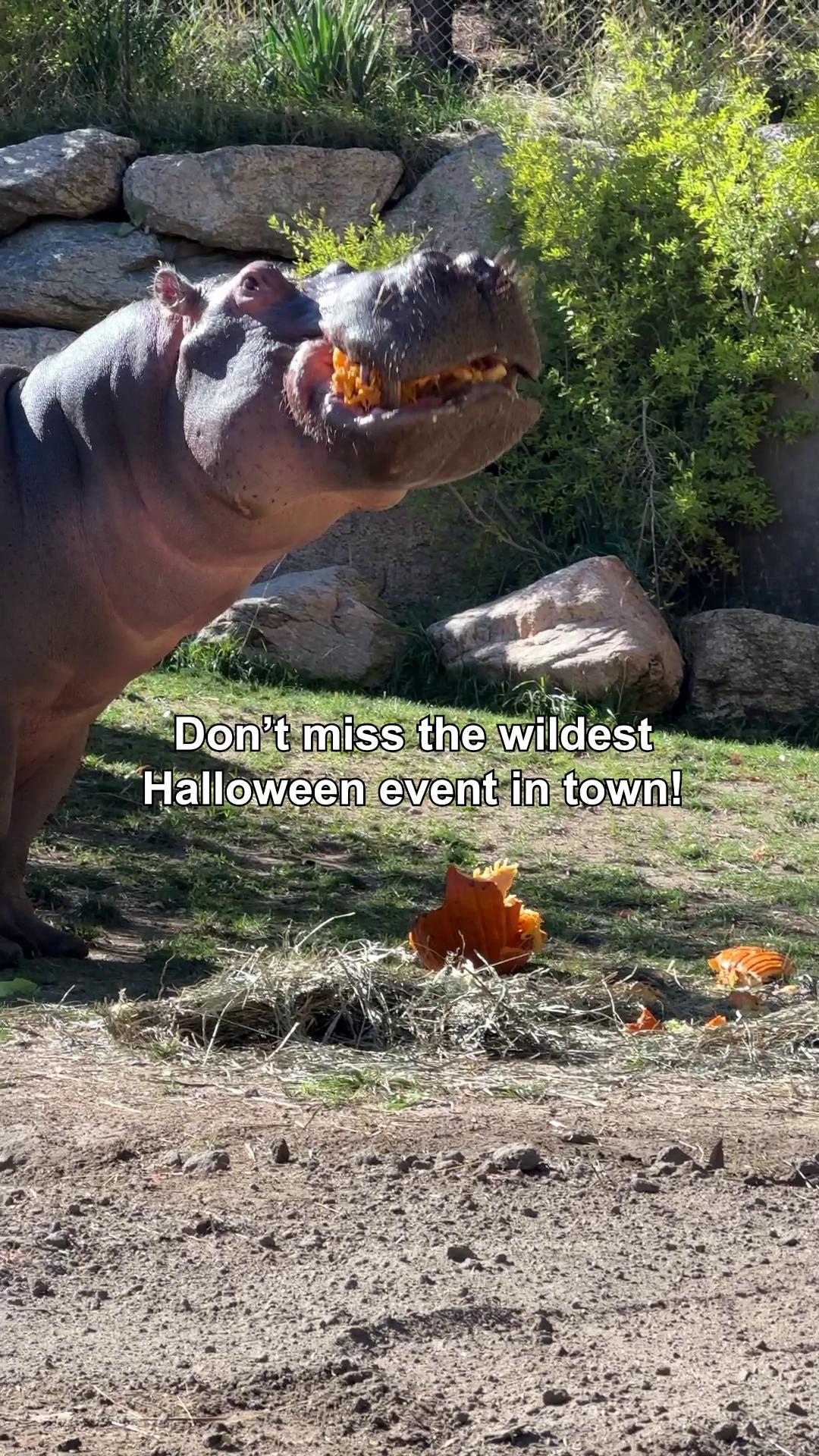 Boo at the Zoo tickets are on sale... - Cheyenne Mountain Zoo | Facebook