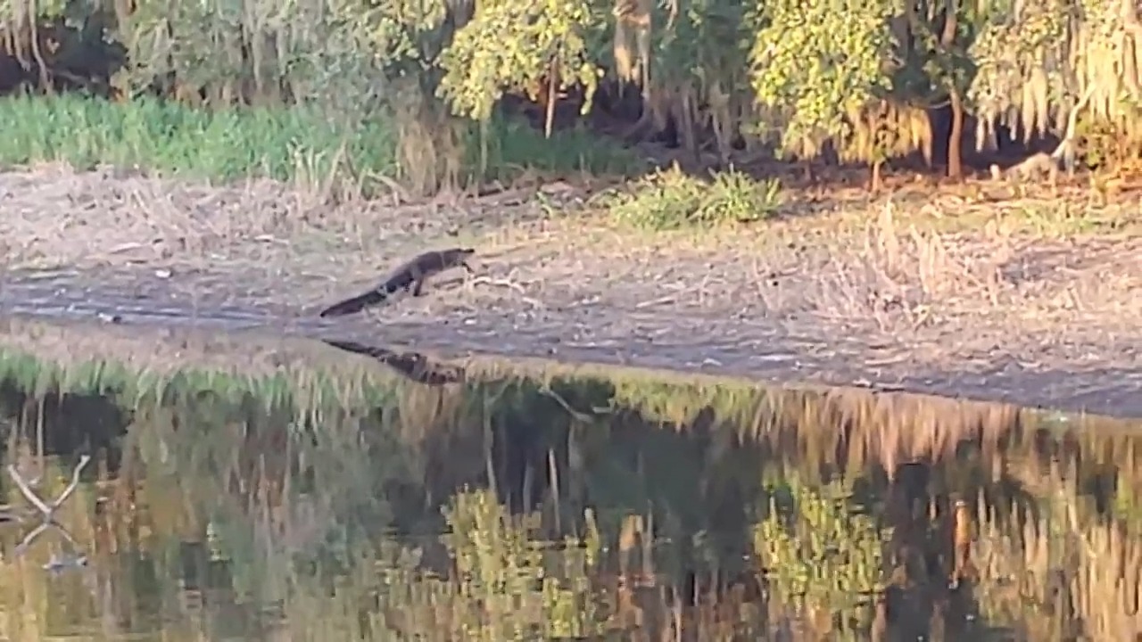 A wild hog wanders too close to the water’s edge—and a waiting gator ...
