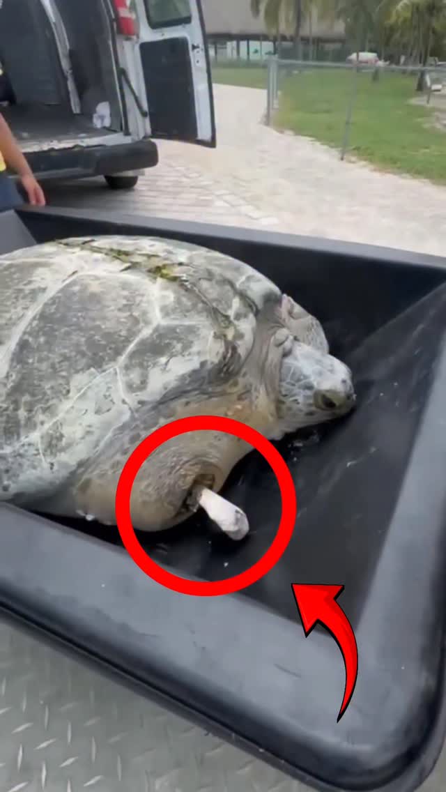 Sea Turtle Lost Her Flipper and Cracked Shell 🐢💔 Follow Our Social ...