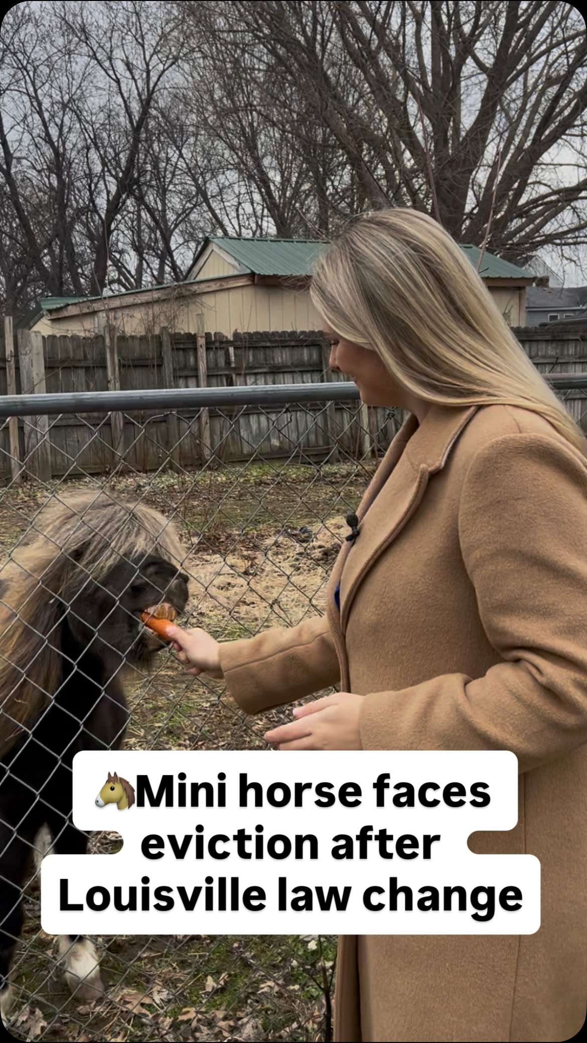 this-miniature-horse-has-called-the-same-louisville-yard-home-for-14