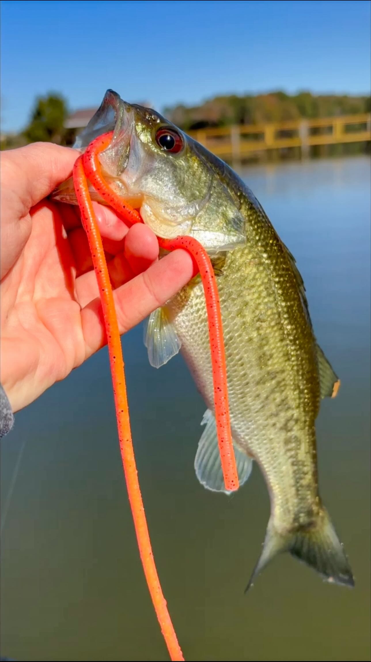 🪱Monster Worm🪱 | Logan Anderson Fishing | Facebook