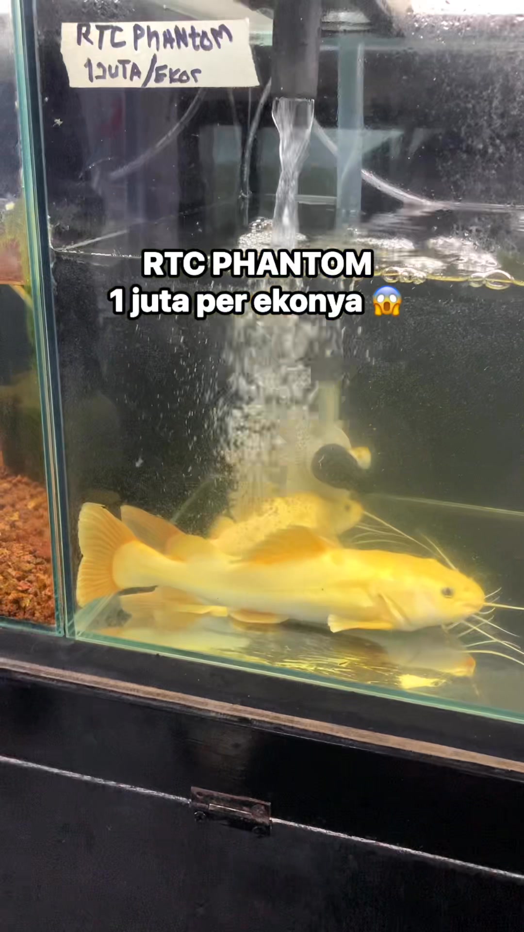 Ikan lele yang mahal nihh namanya “Red Tail Catfish Phantom” (RTC ...