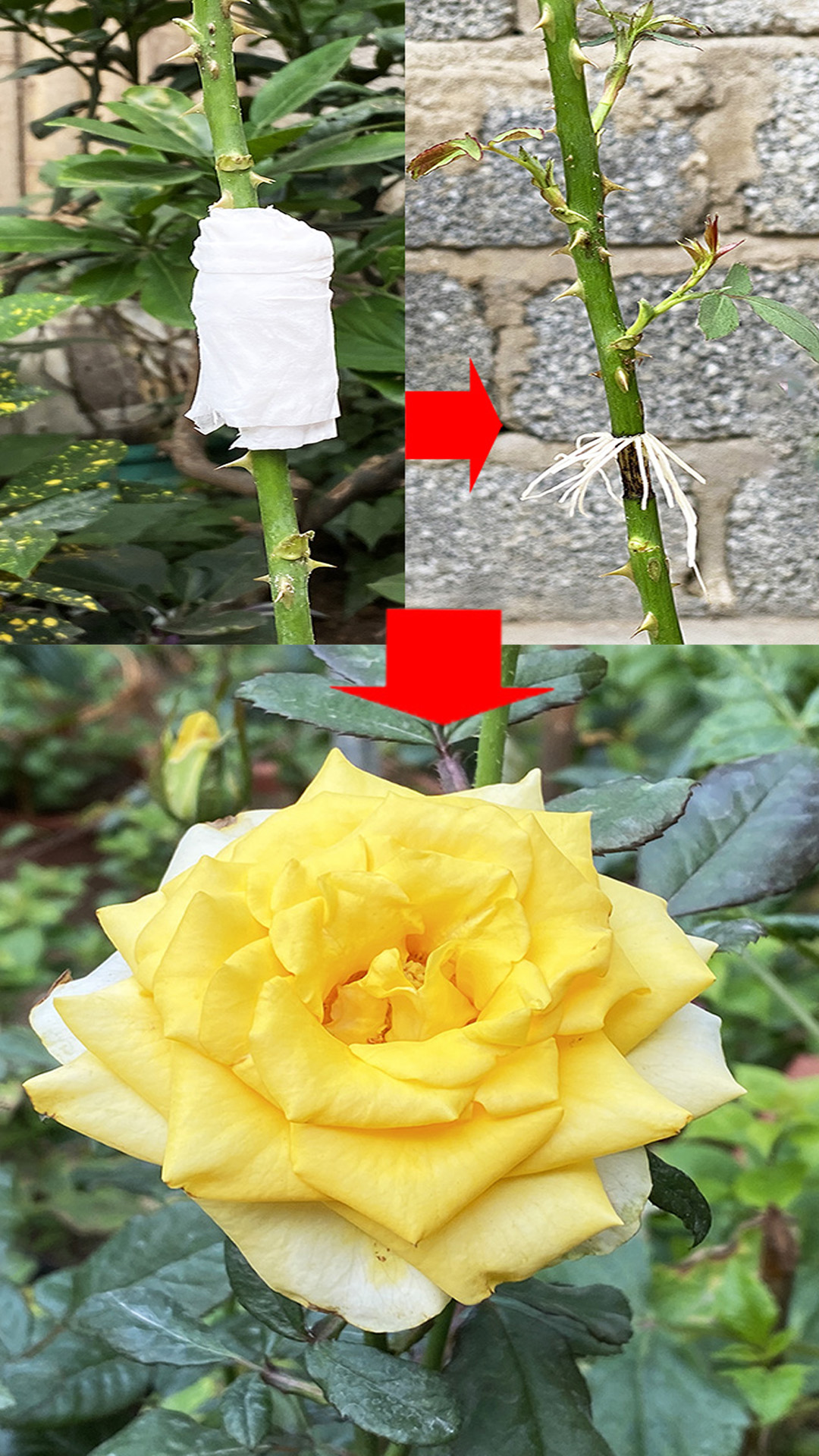 Can Beginners Easily Air-Layer Roses at Home Like This Rose air ...