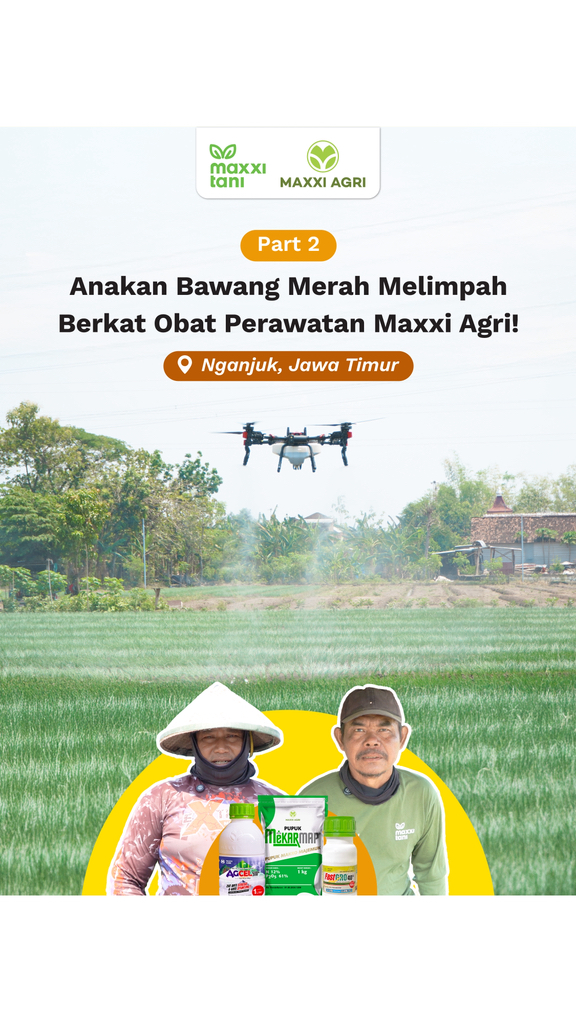 Mau anakan bawang merah tumbuh lebih banyak? Agcel, MekarMAP, dan ...