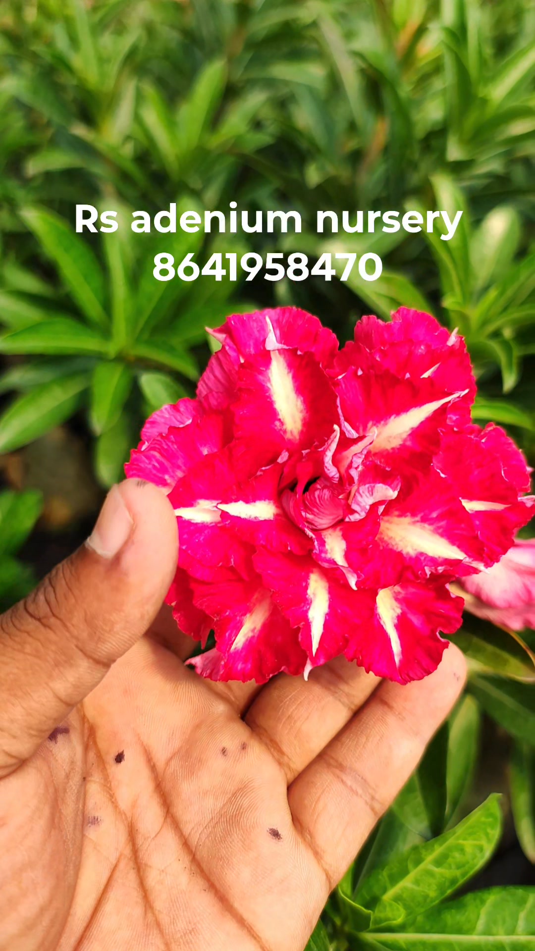 RS Adenium Nursery