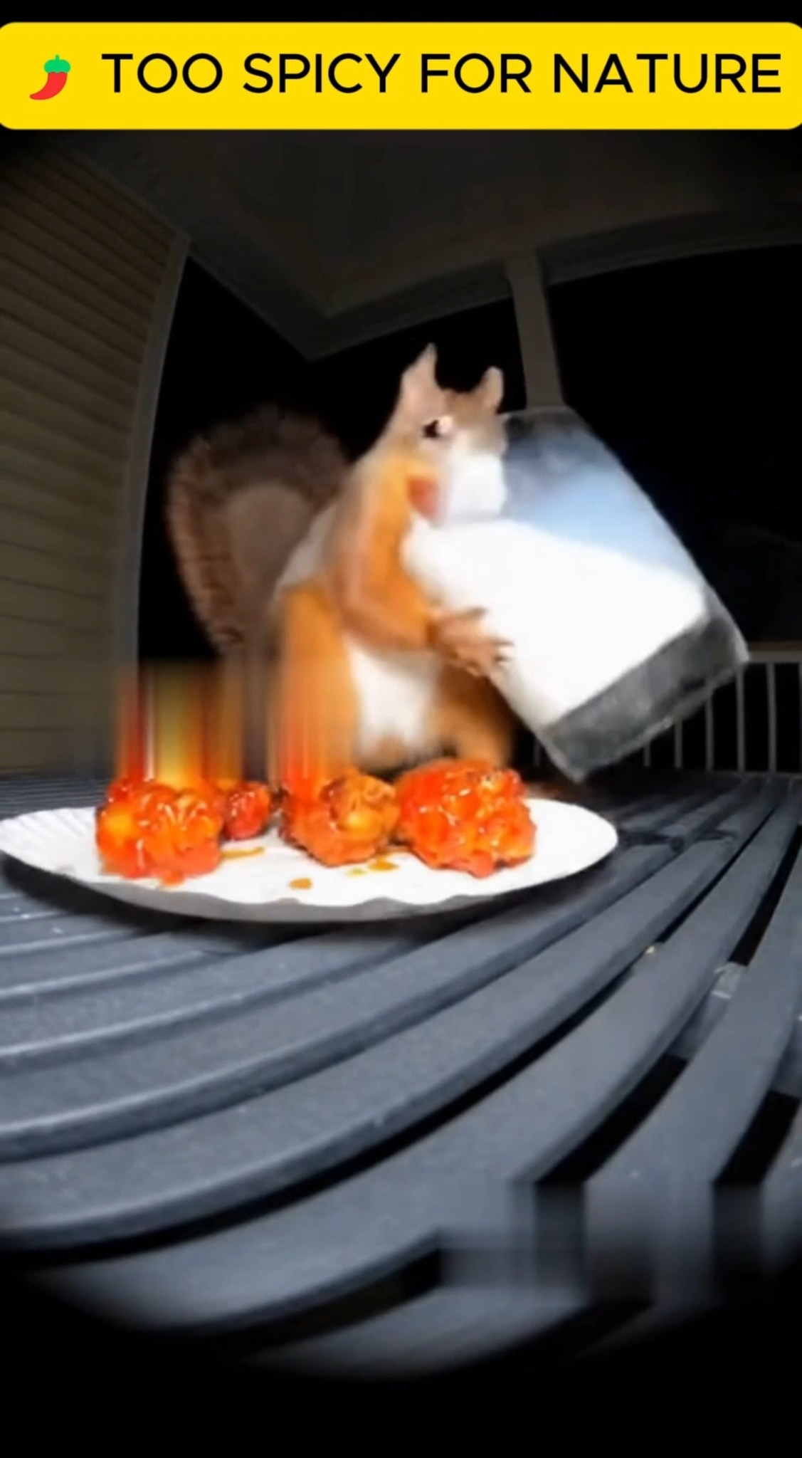 #FunnyAnimals #SpicyChallenge #SquirrelComedy | Dad Jokes | Facebook