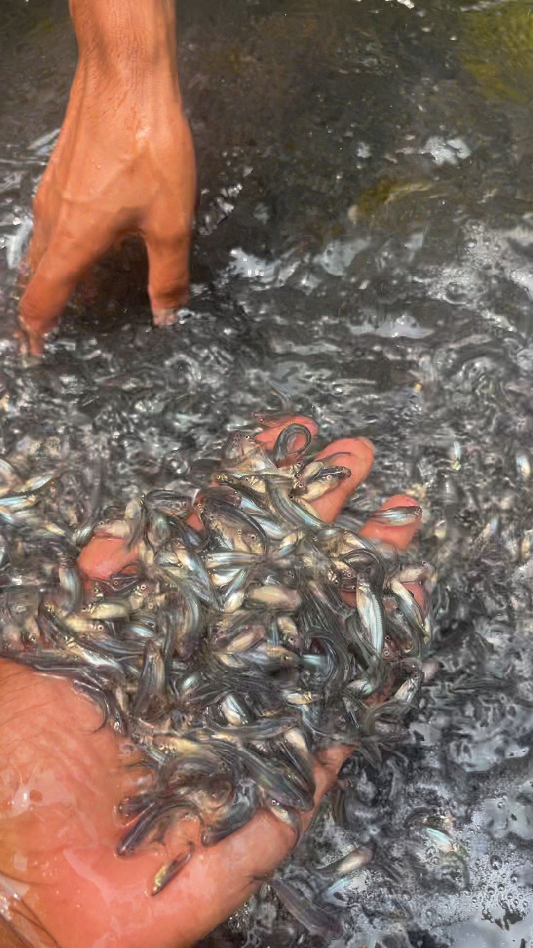 মাহিরা মৎস্য হ্যাচারী - Mahira Fish Farm | Mymensingh