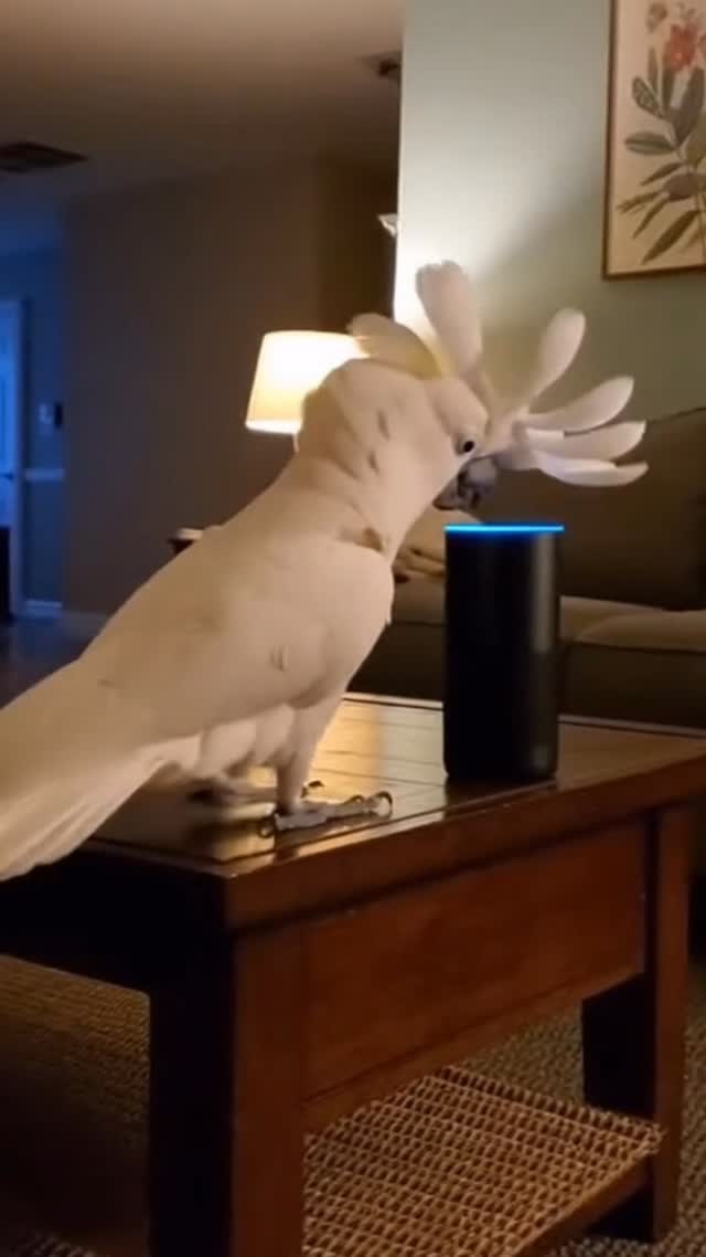 Cockatoo threw a party in the middle of the night 😳 #cockatoo #bird # ...