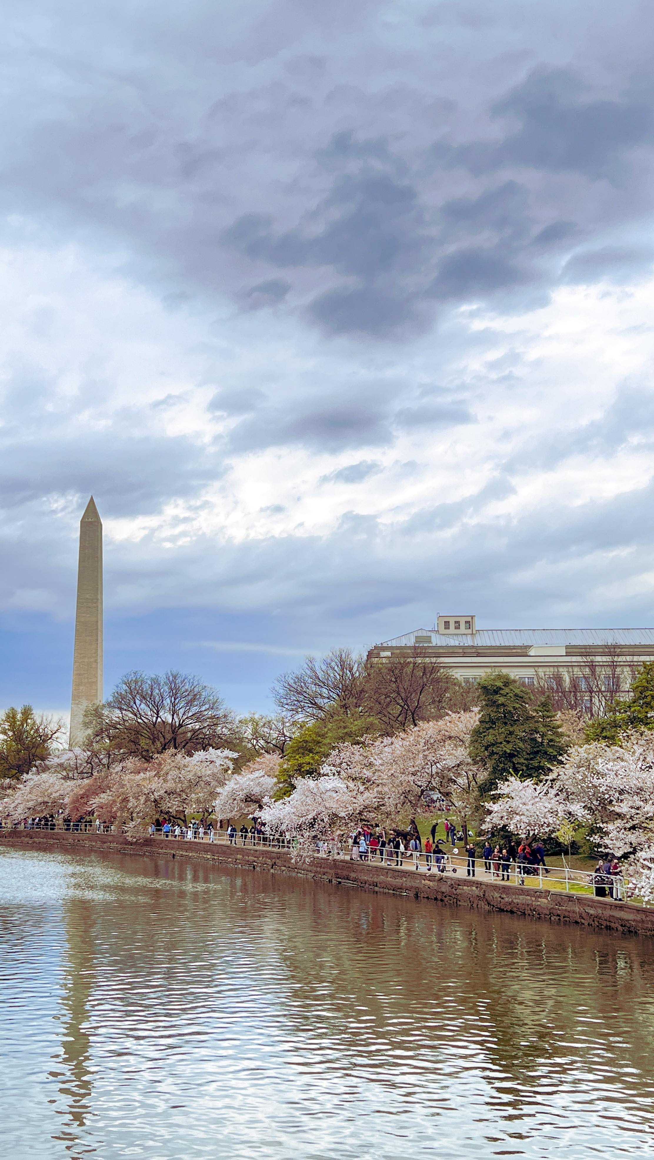We went to the Tidal Basin to check out the cherry blossom trees