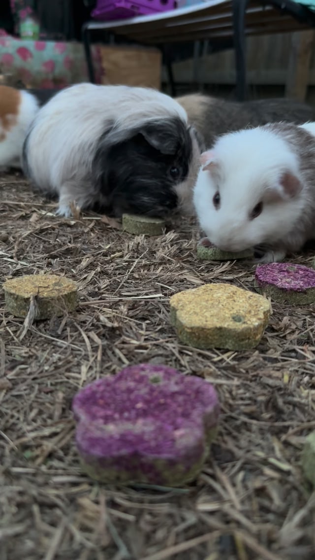 Curated visual reference: Chickweed For Guinea Pig Loose Stool Reference: I Know All Guinea Pigs Are Low To The Ground