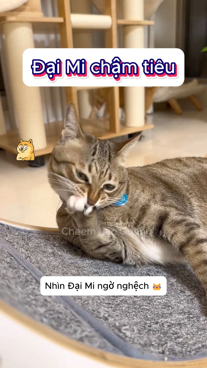 Đại Mi chậm tiêu #meow #haihuoc #giaitri | Mèo Ơi Là Mèo | Facebook