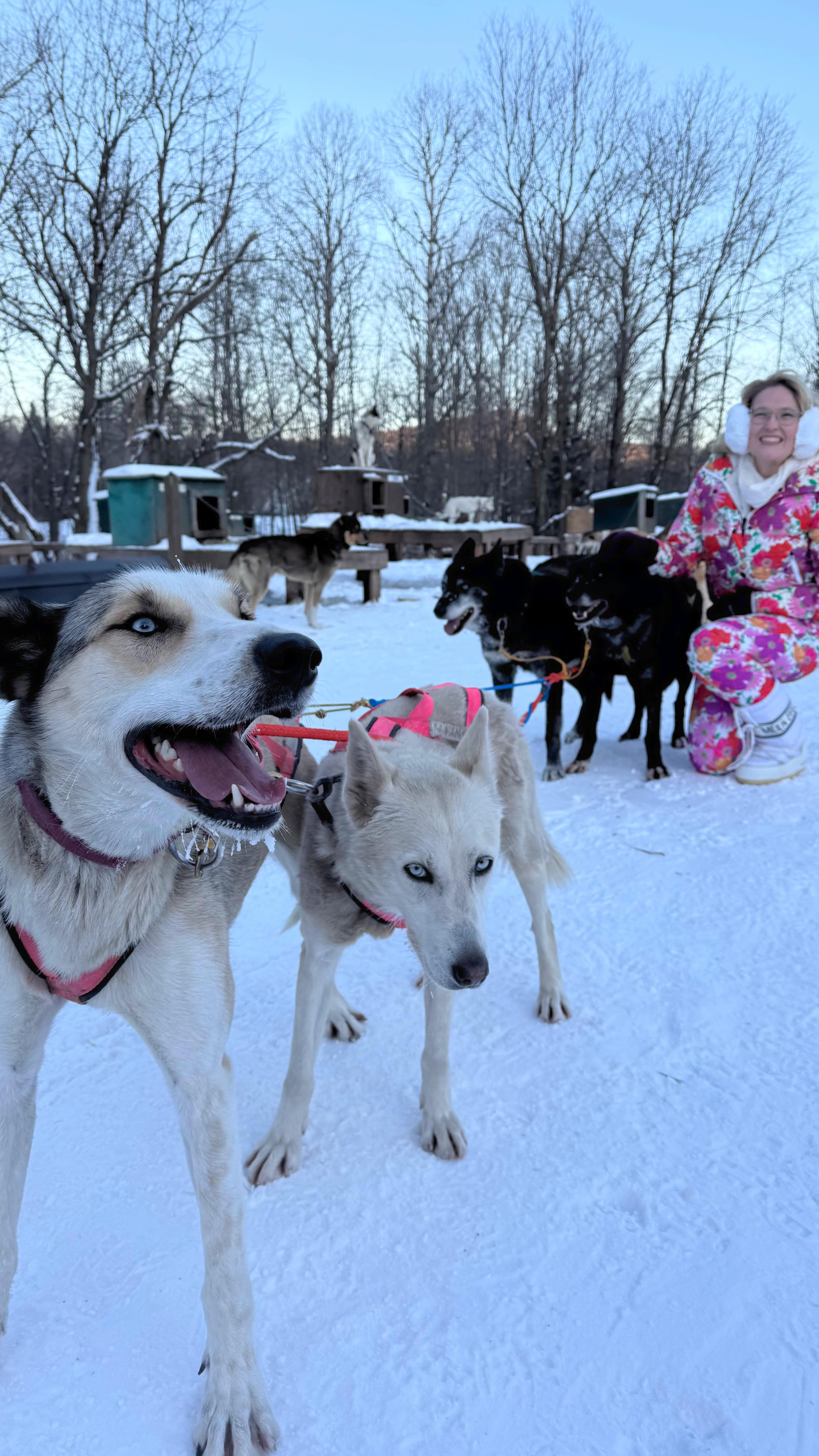 Snow days done right 🐾 ️🏔️ Thinking about trying dog sledding? Here’s ...