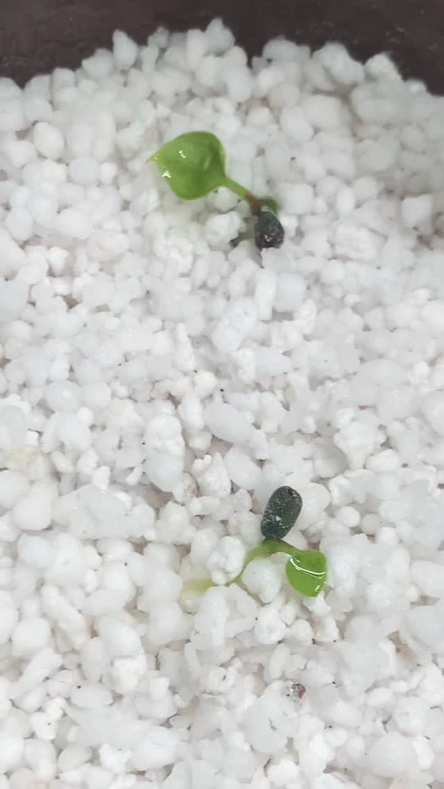 The Anthurium (Papi dress x dark mama) X (skg papi gatorbod) seeds from ...