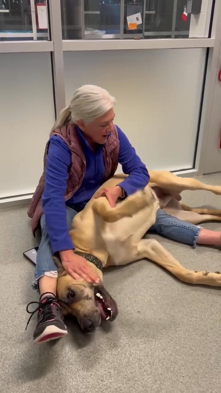 Great Dane Friends of Ruff Love on Reels | Facebook