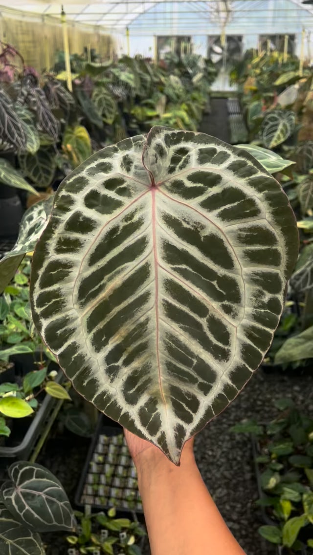 Anthurium Dorayaki Silver x SKG Pink Lemonade. It has the best of