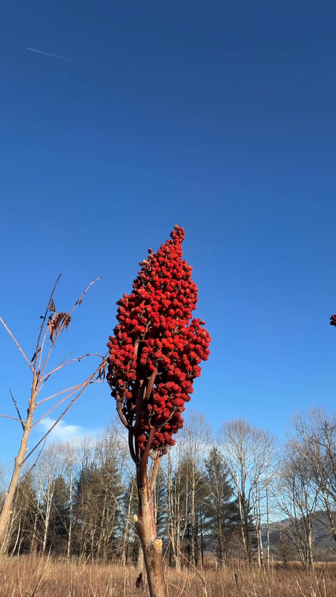 Staghorn Sumac berries These plants are native to North America and are ...