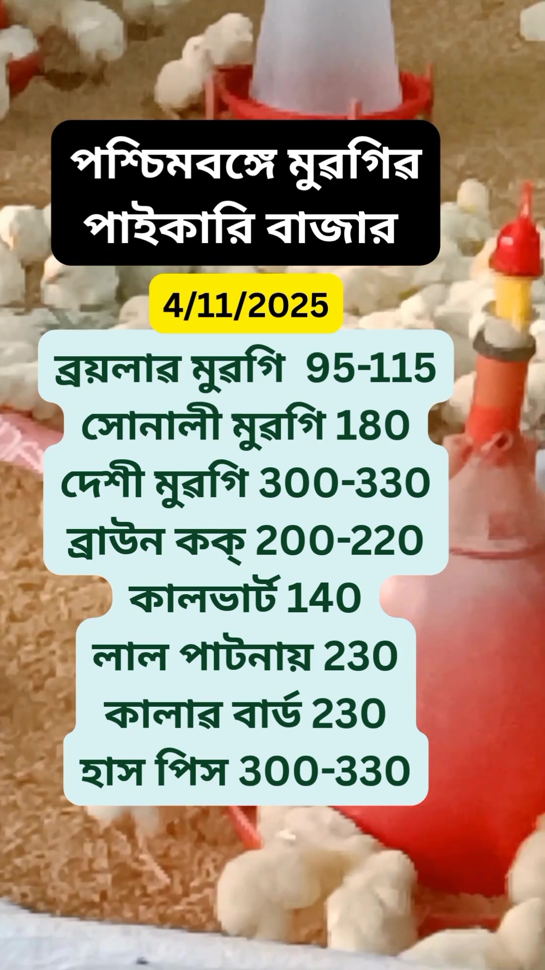 9/10/2025 Westbengal poultry rate 🐔🐔 #foodreview #ChickenRate #birds # ...