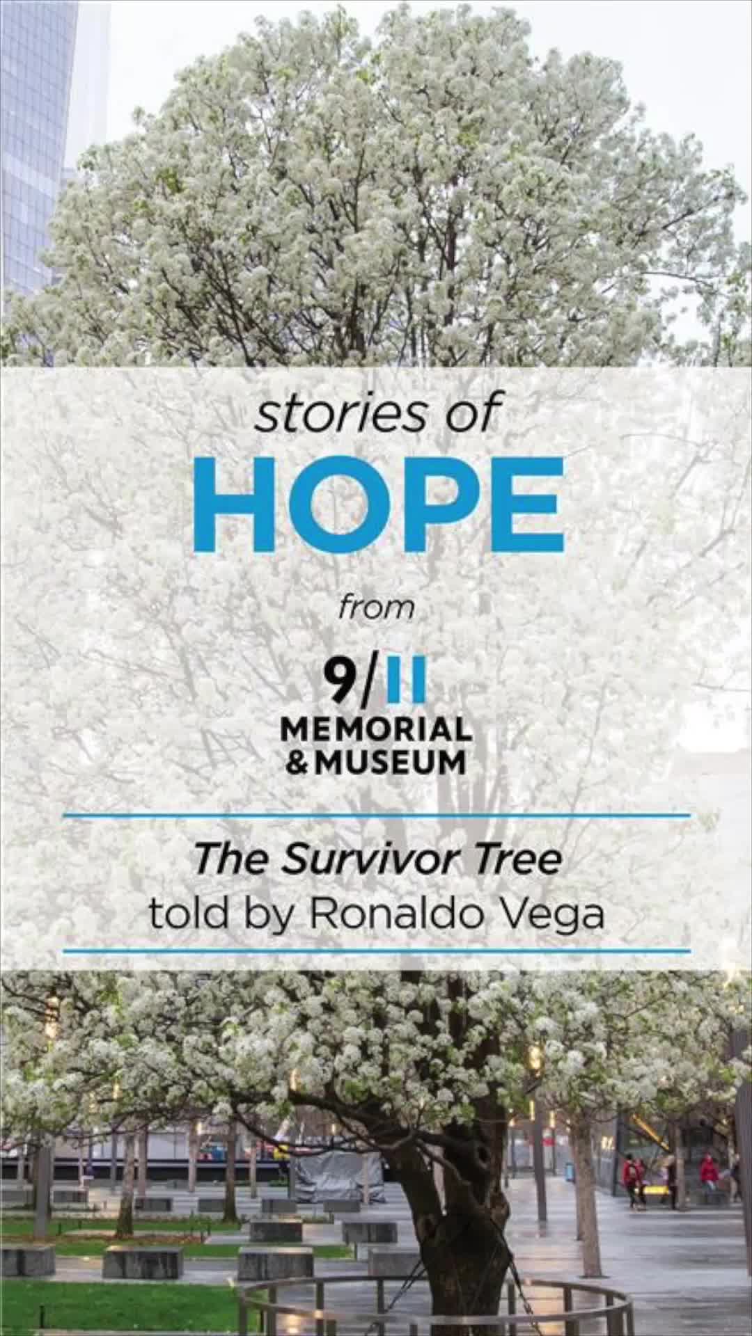 Among the hundreds of swamp white oak trees that surround the 9/11 ...