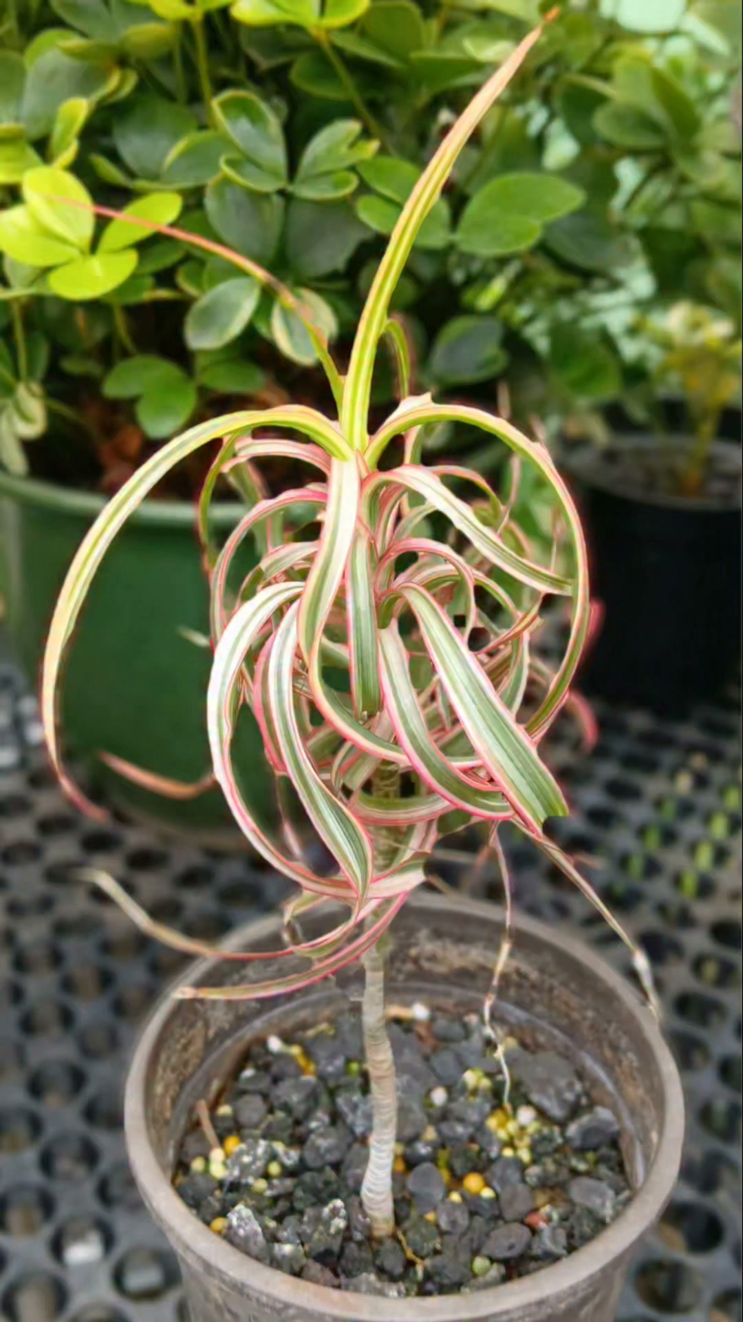 Dracaena concinne ‘Kuhnty' Dracaena Concinna Tricolor Kuhnty Variegated 