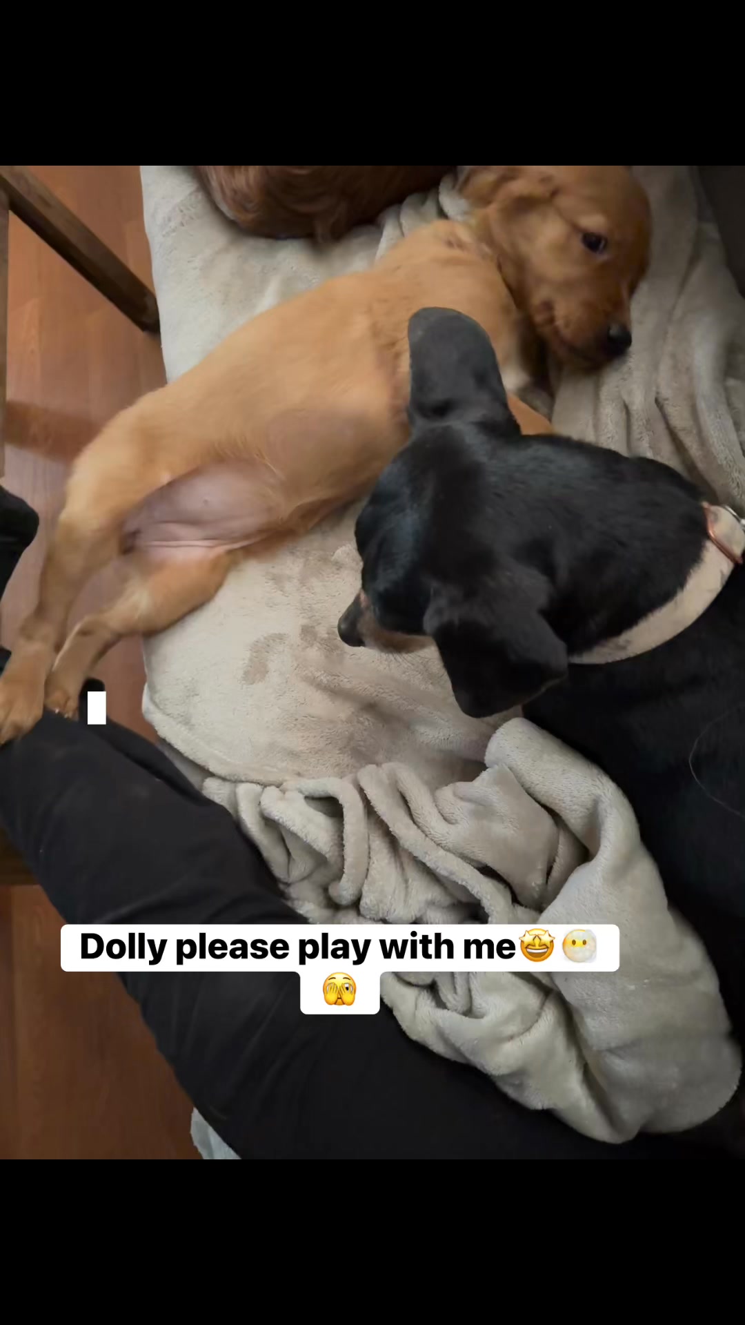 Dolly is not impressed with the puppy🫣🤭😶‍🌫️🤣 #GoldenPaws # ...