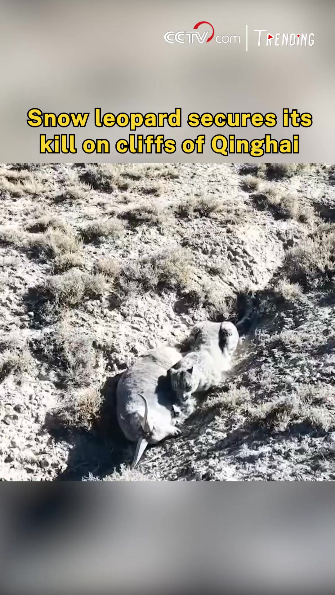 Deep in the rugged highlands of Qinghai, China, rare footage has ...