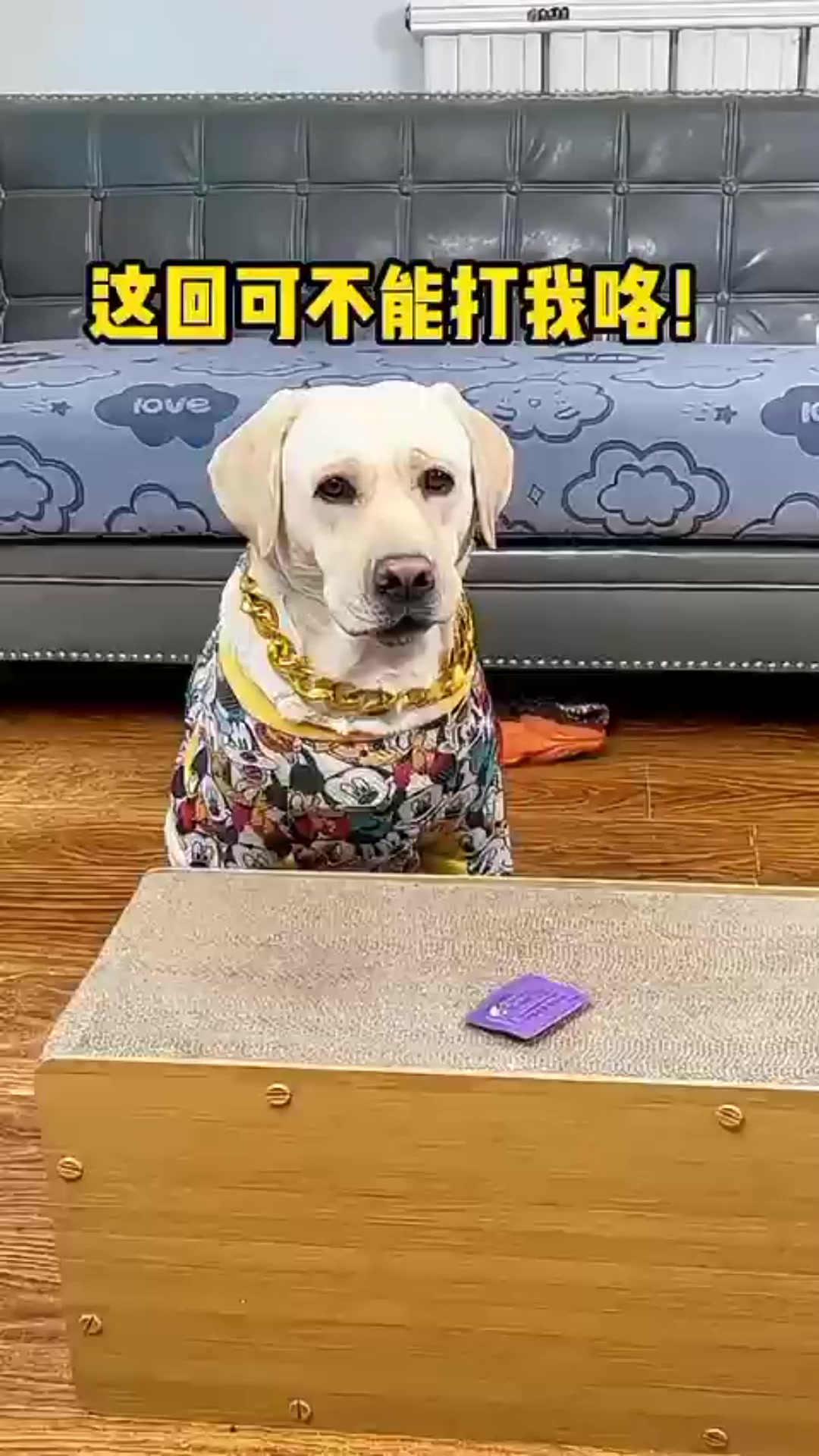这狗子城府还是不够深啊！😂😅 #萌宠出道计划 #狗狗用品 #狗狗 | 辛巴和汤圆 | Facebook