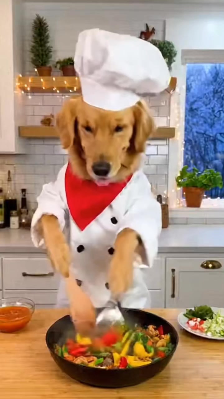 Dog chefs cooking #dog#animalvideo#viralvideo#mydog#dogai#dogviral# ...