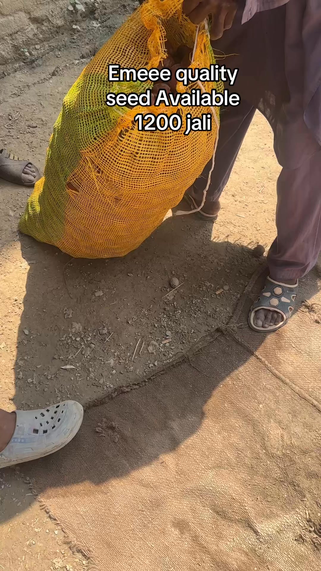 Esmee quality seed available call for details 03013010466 usman rasool ...