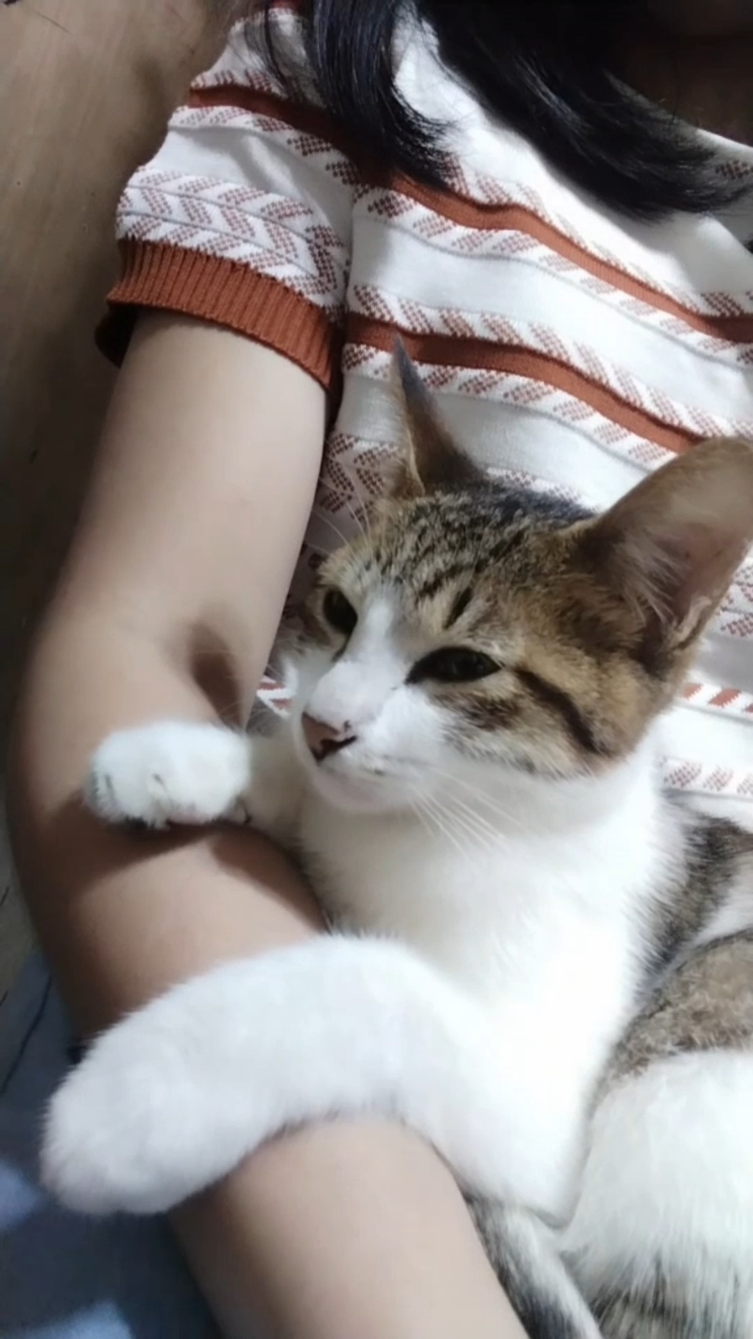 When your cat refuses to be second 😼 💖 Follow for more clingy cat ...