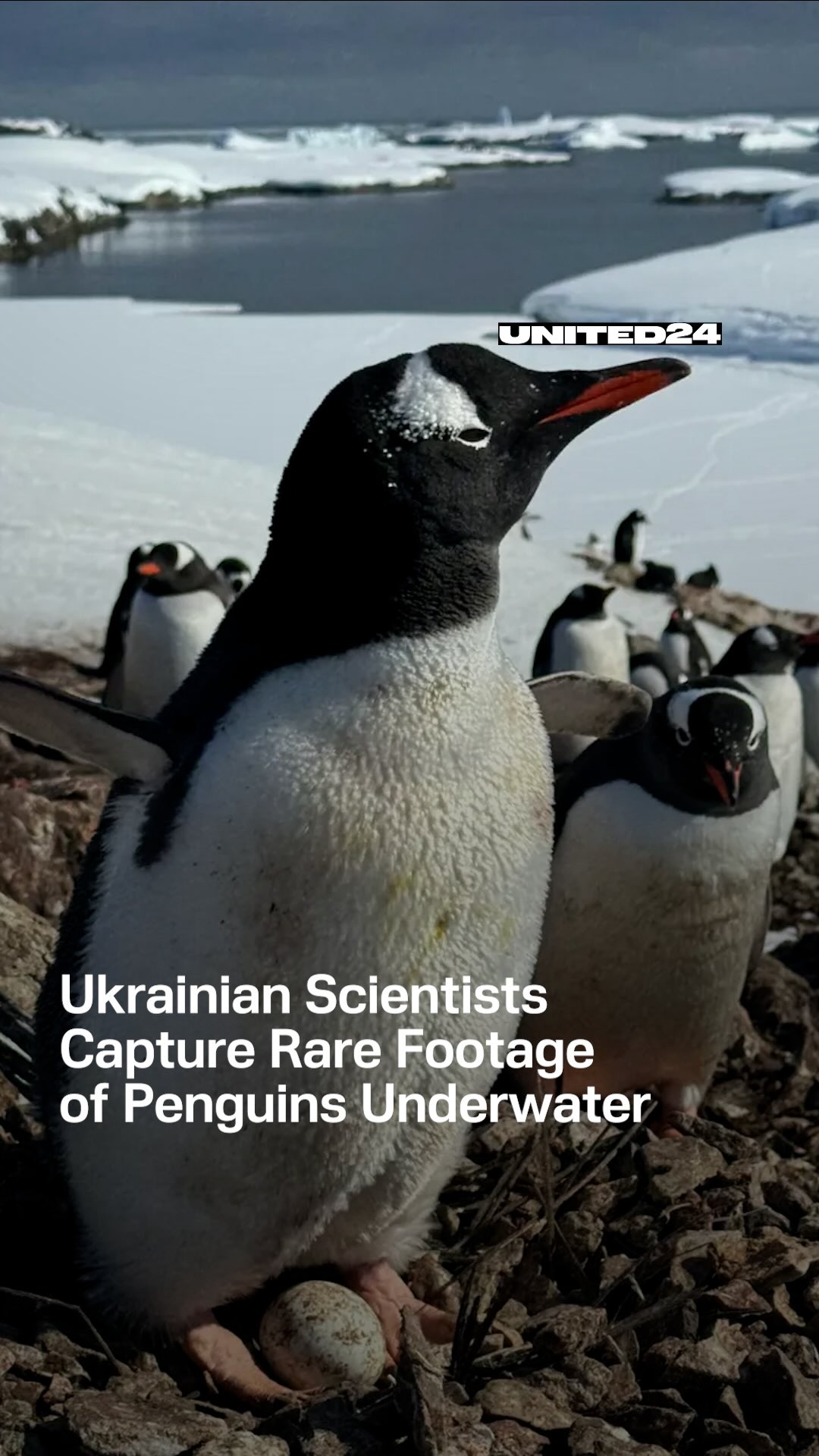 Ukrainian researchers from @antarcticcenterua have released rare ...