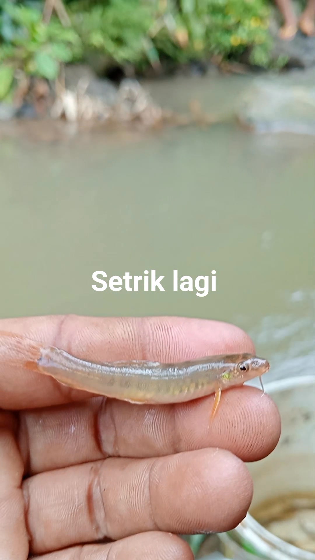 Setrik lagi paman uceng paman masih ada aja nih #RanRan #mancingmania # ...