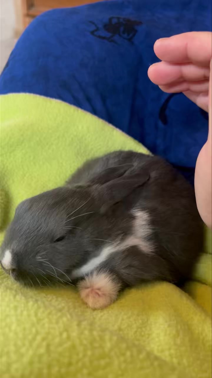 Soooo sleepy (can you hear the little mouth purrs?) ️🐰 ️ | East Bay ...