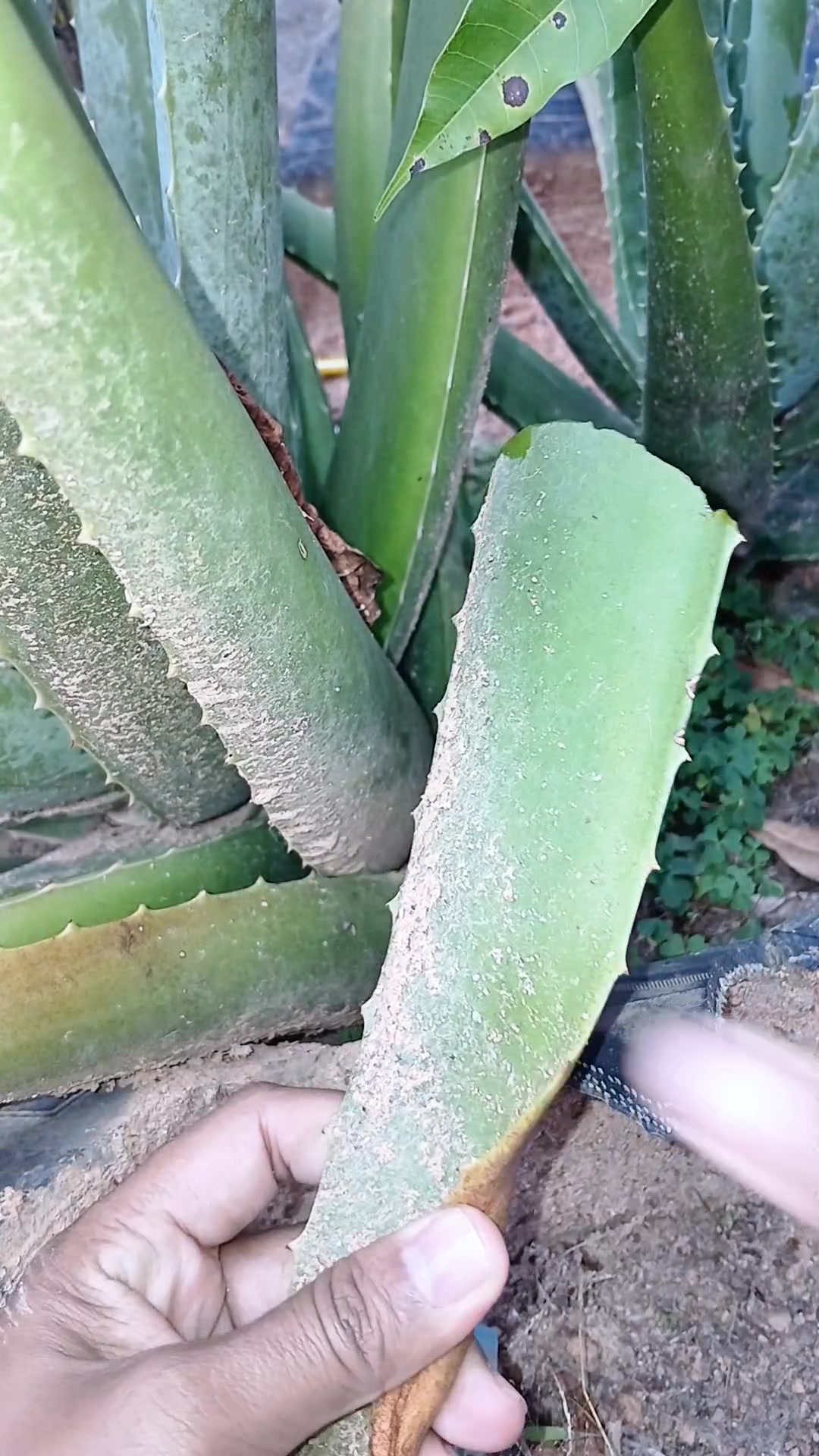 Gak jadi ranap karna ini 👇👇 | herbal makyuli | Facebook